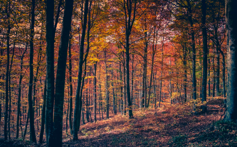 Veranstaltungen Oktober Harz